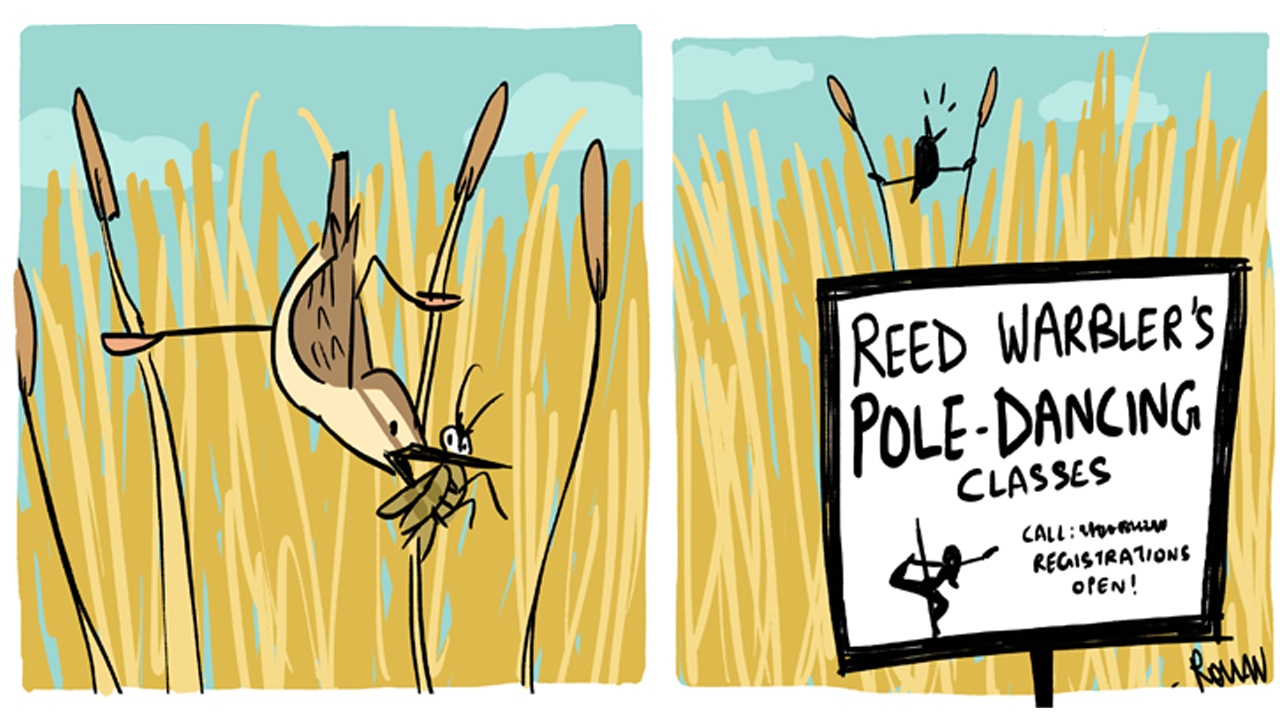 The Reed Warbler’s Pole Dancing Classes