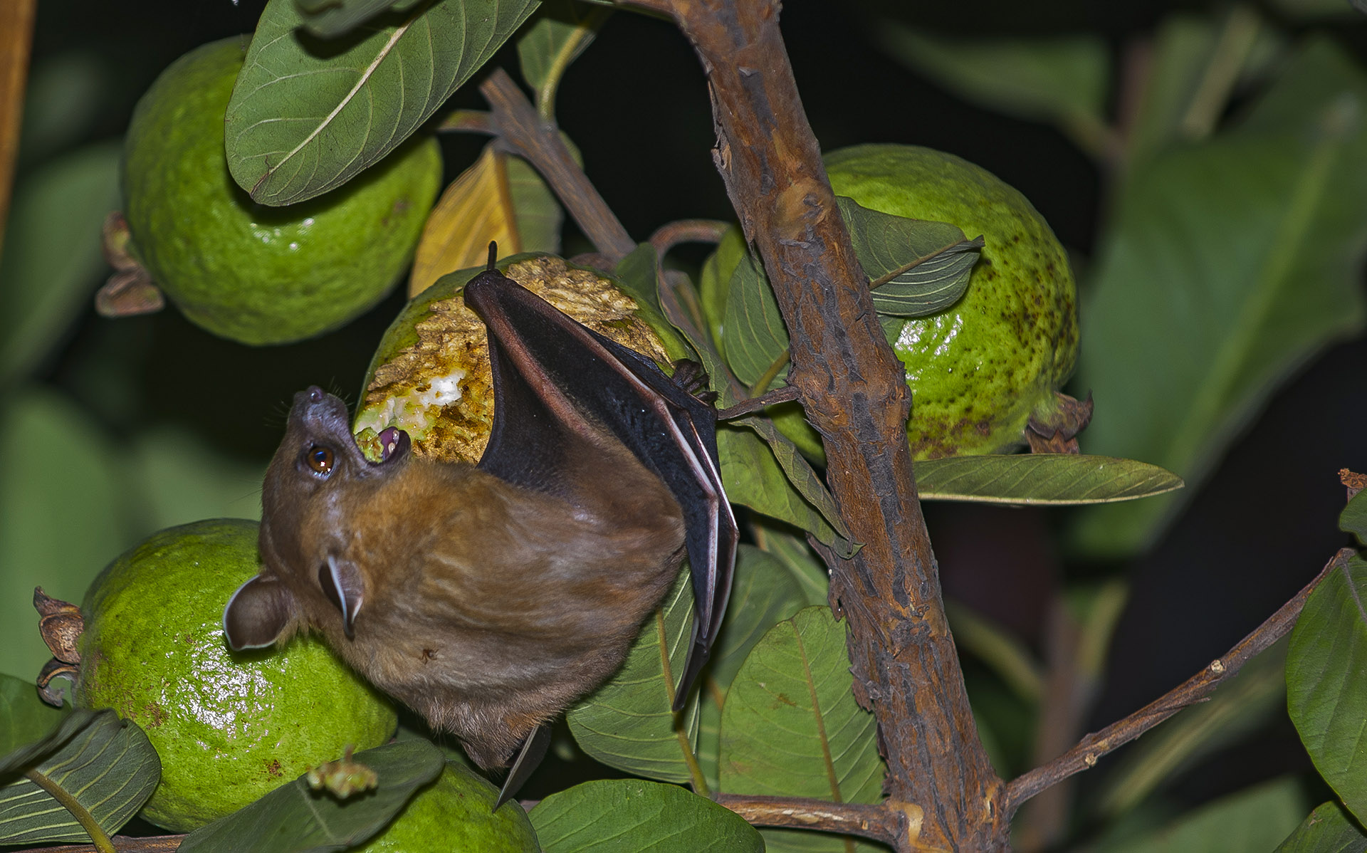 Fruit bats do not rely on echolocation. They have good eyesight and a highly developed sense of smell, both essential for their survival. Photo: Dhritiman Mukherjee
