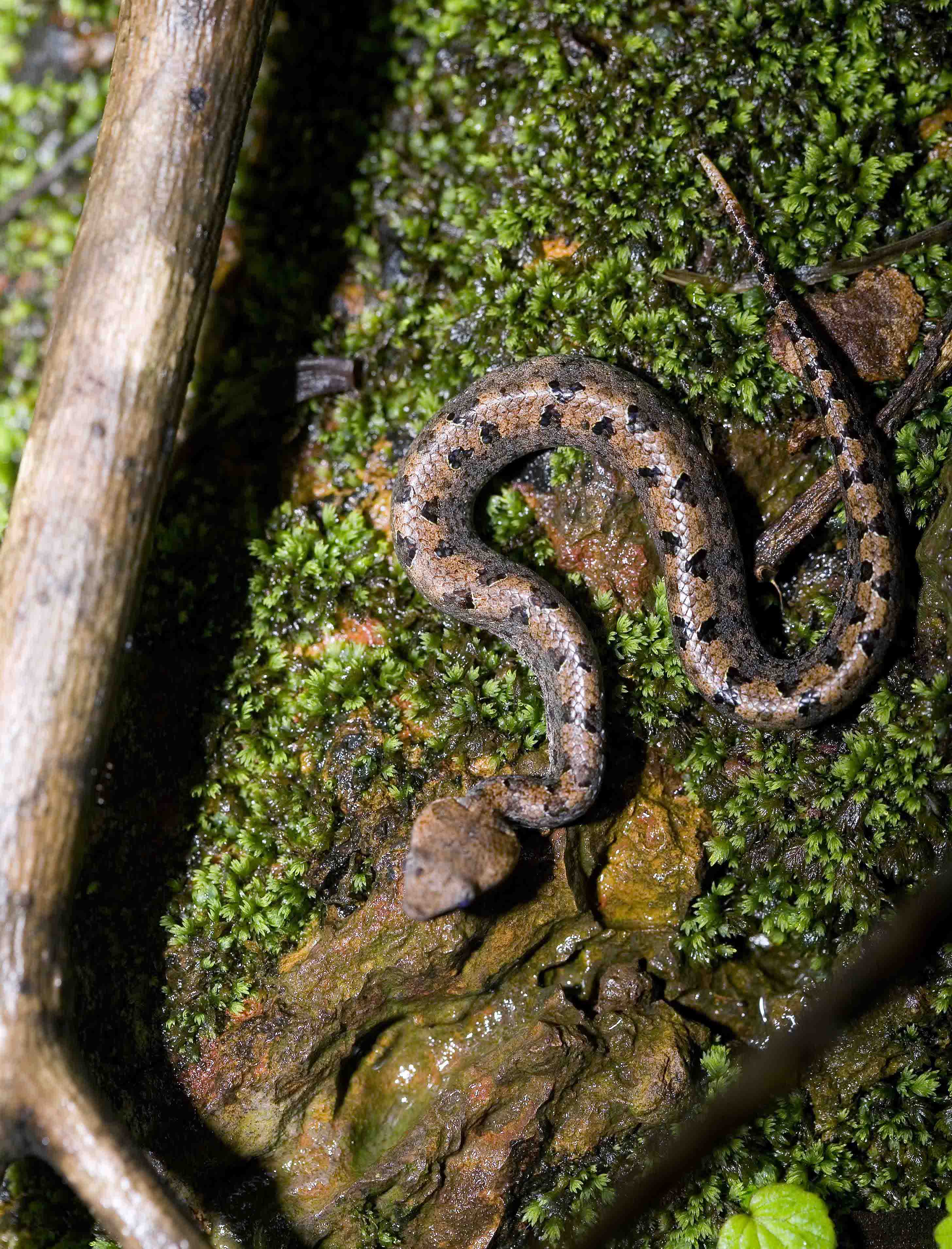 Rescued endemic hump-nosed pit viper delivers seven offspring in captivity