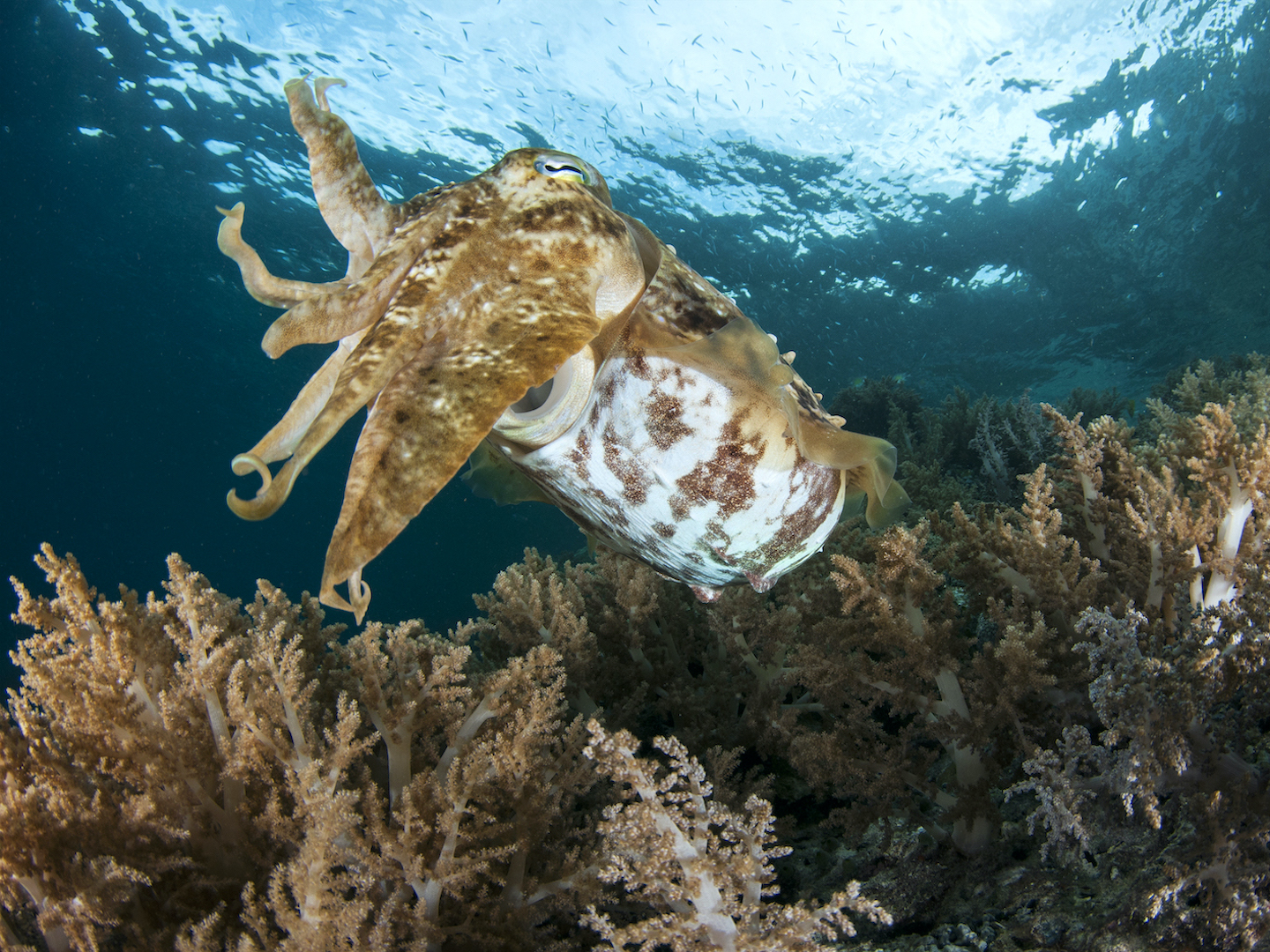 Squids are closely related to octopuses and cuttlefishes (pictured here) (cephalopods), with whom they share traits like heightened cognition and an incredible ability to camouflage. Unlike many species of these predatory cousins that inhabit reefs, squids are more adapted to a life swimming in the blue.