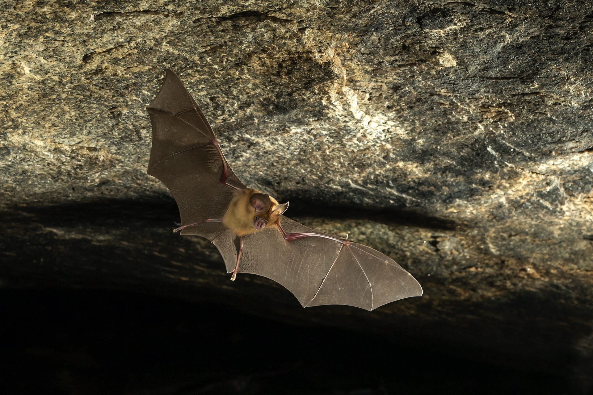 Last Stand: The Kolar Leaf-nosed Bat and its Forgotten Cave