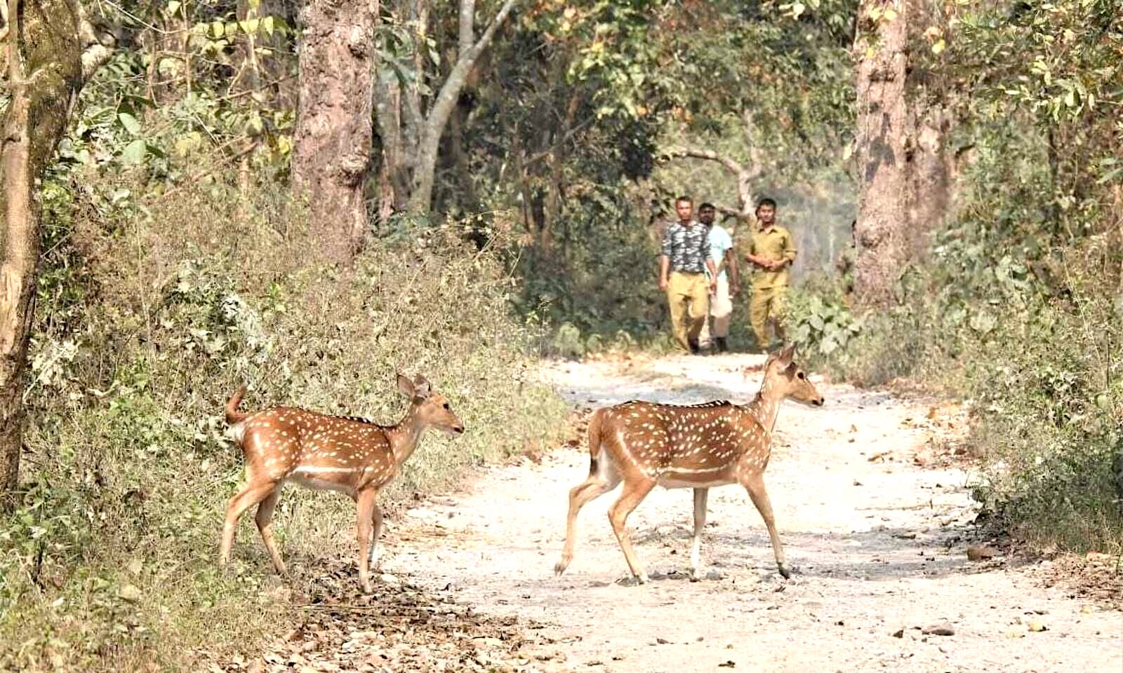 A pair of spotted deer cross a road inside the Raimona National Park. Photo: Nayan j Nath, CC BY-SA 4.0 