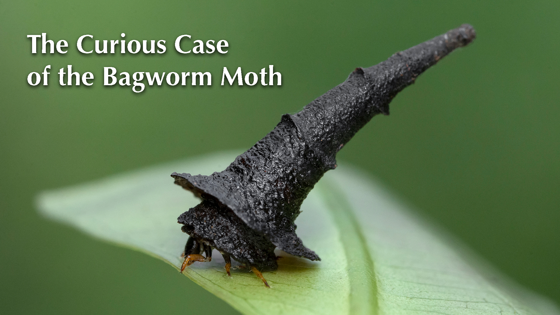 The Curious Case of the Bagworm Moth