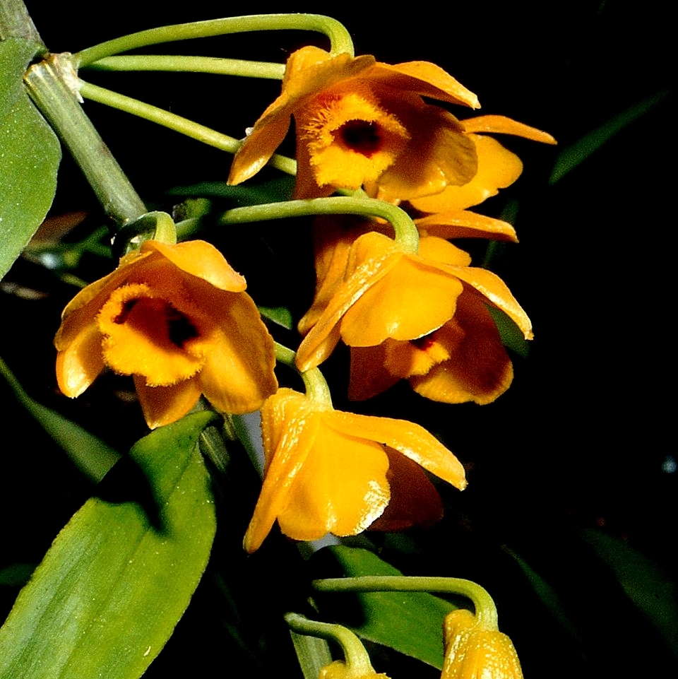 In Arunachal, Locals and Officials Join Hands to Conserve Orchids